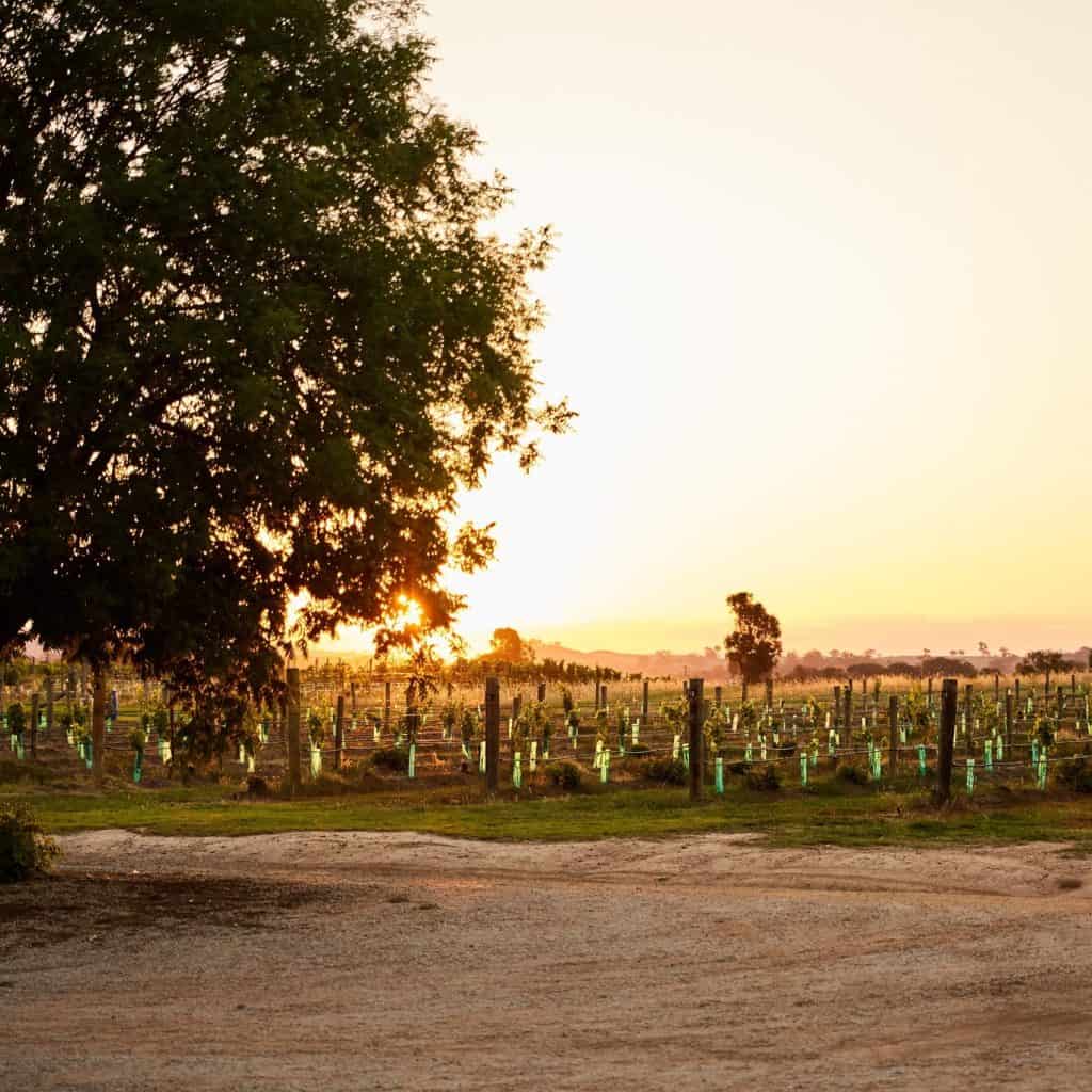 Burnbrae Wines